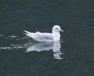 Goéland à ailes blanches