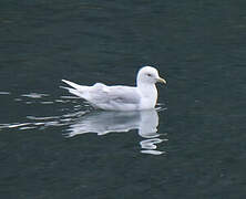 Iceland Gull