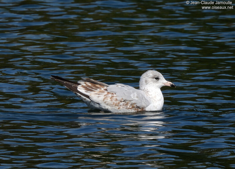 Ring-billed GullFirst year