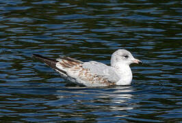 Ring-billed Gull