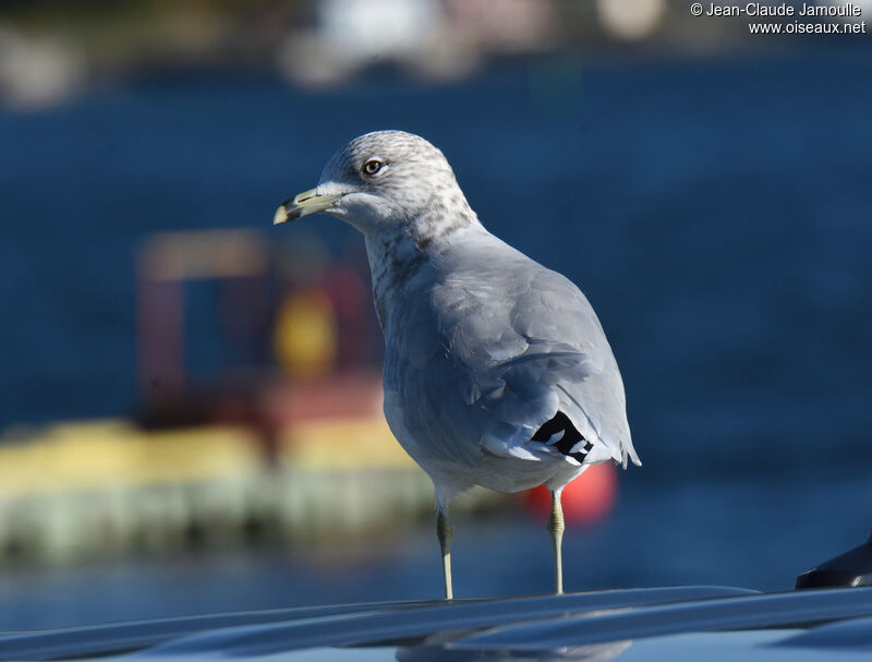 Ring-billed Gull