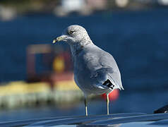 Ring-billed Gull