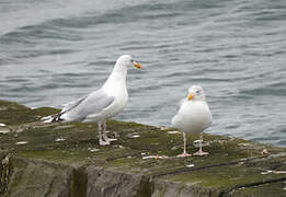 European Herring Gull