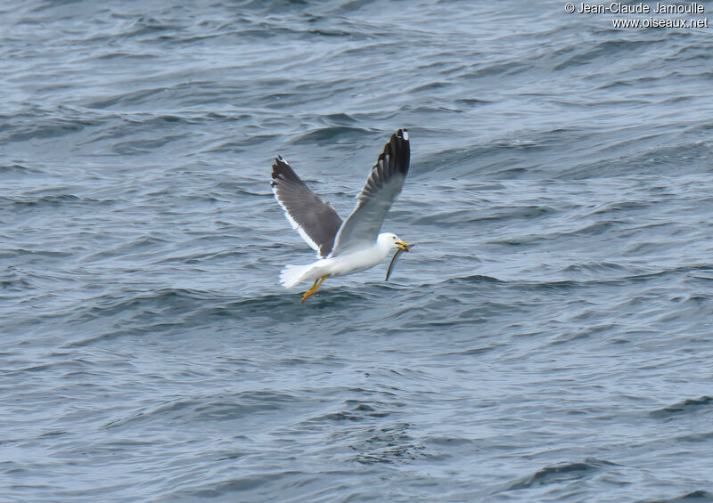 Goéland brunadulte nuptial, Vol, pêche/chasse