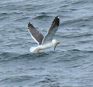 Lesser Black-backed Gull