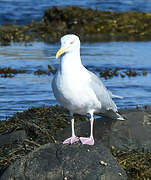 American Herring Gull