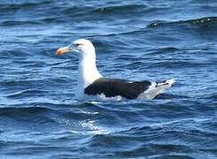 Great Black-backed Gull