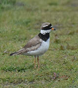 Common Ringed Plover