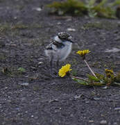 Common Ringed Plover