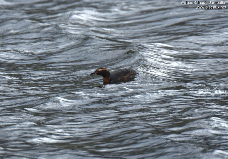 Horned Grebe