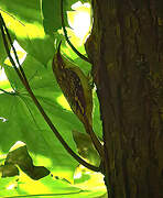 Brown Creeper