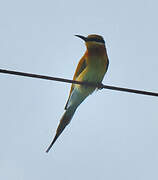 Blue-tailed Bee-eater