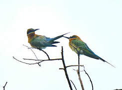 Blue-tailed Bee-eater