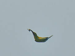 Blue-tailed Bee-eater