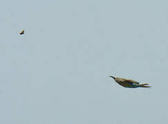 Blue-tailed Bee-eater