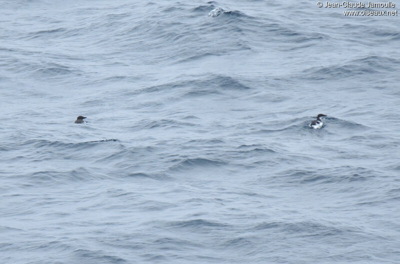 Guillemot de Brünnichadulte nuptial