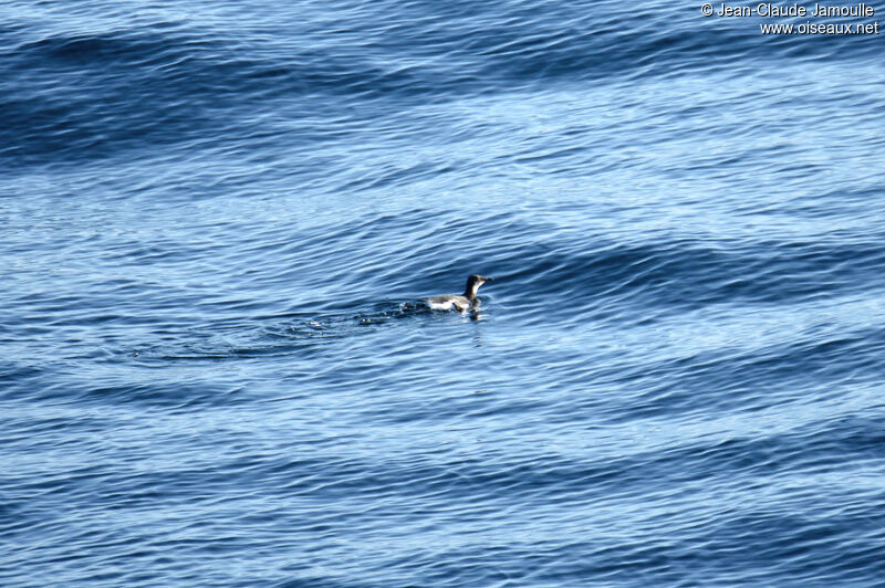 Guillemot de Brünnichadulte internuptial