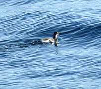 Guillemot de Brünnich