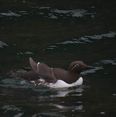 Guillemot de Troïl