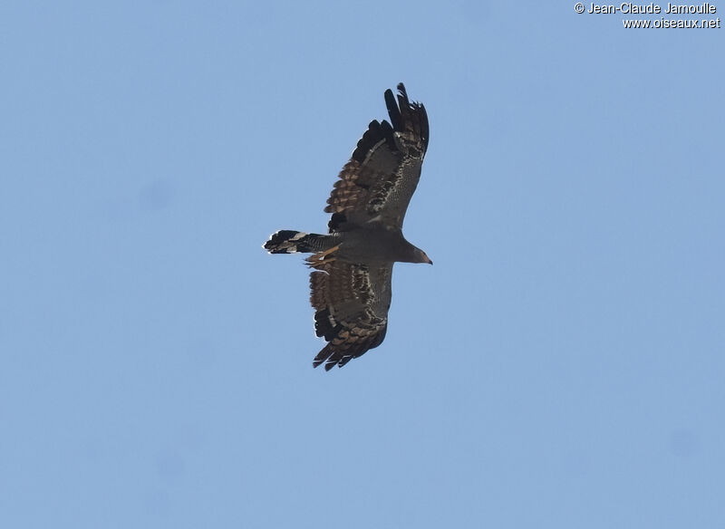 African Harrier-Hawk