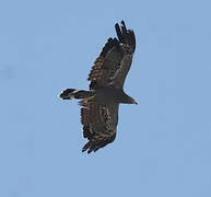 African Harrier-Hawk