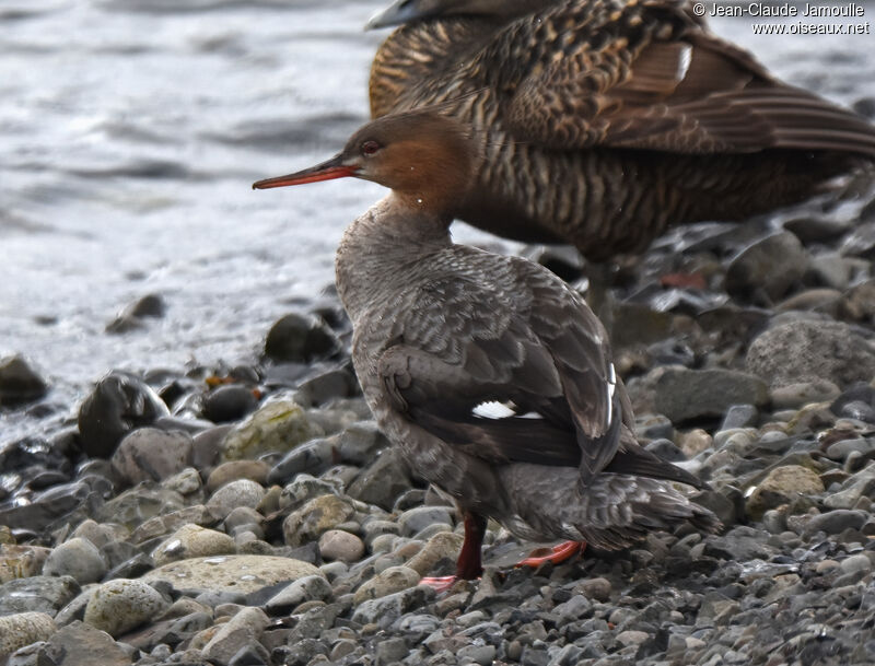 Red-breasted Merganser female adult