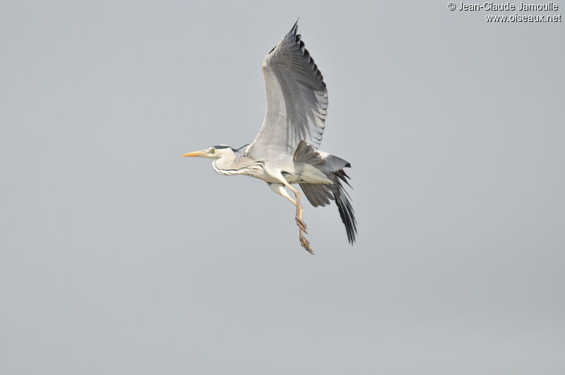 Grey Heronadult, Flight