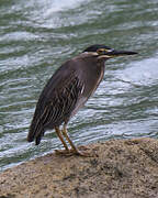 Striated Heron