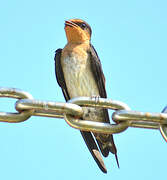 Pacific Swallow