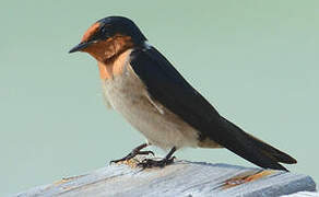 Pacific Swallow