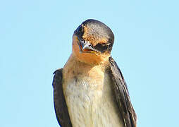 Pacific Swallow