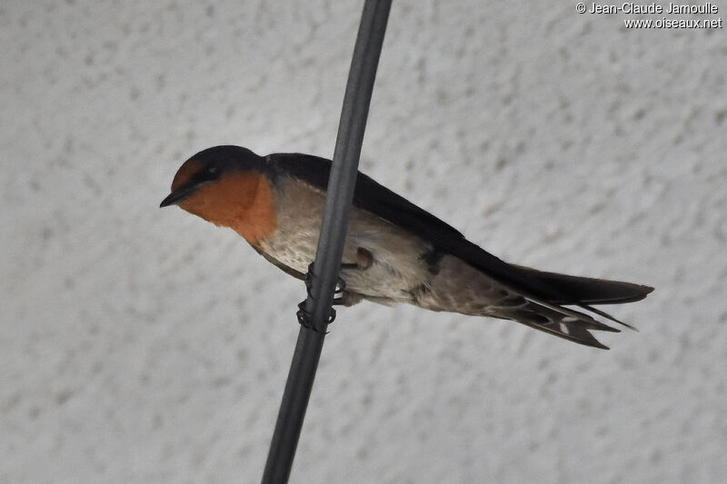 Pacific Swallow