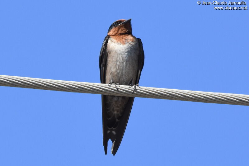 Pacific Swallow