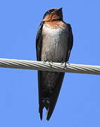 Pacific Swallow