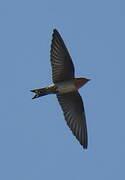 Pacific Swallow