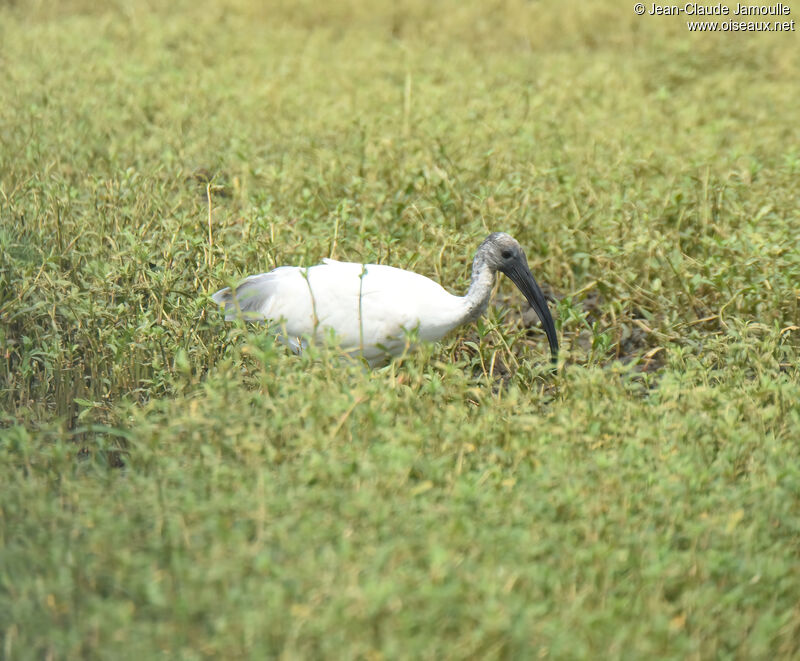 Black-headed Ibisimmature