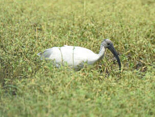 Ibis à tête noire