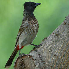 Bulbul à ventre rouge