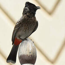 Bulbul à ventre rouge