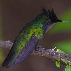 Colibri huppé