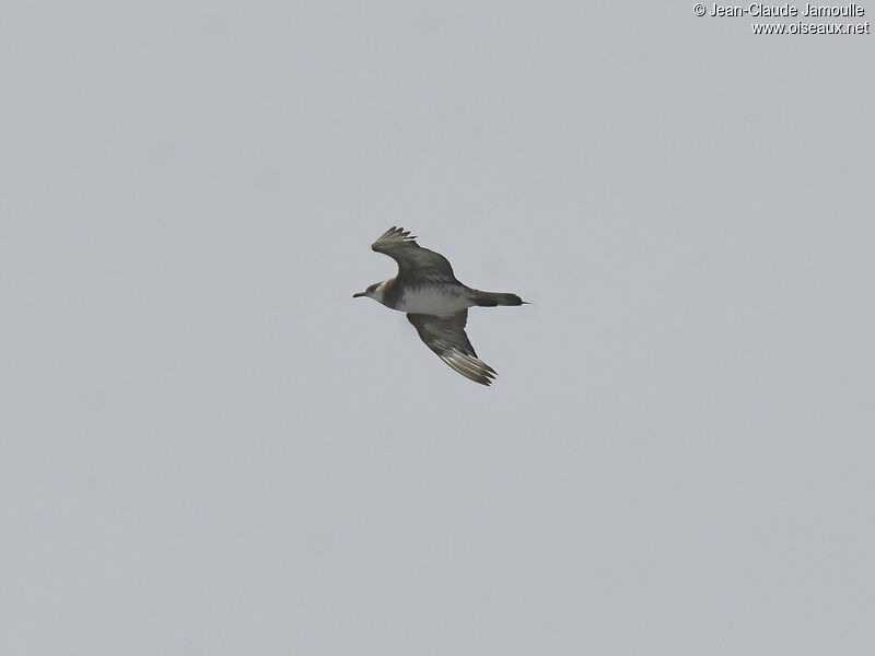 Parasitic Jaeger