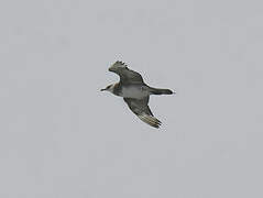 Parasitic Jaeger