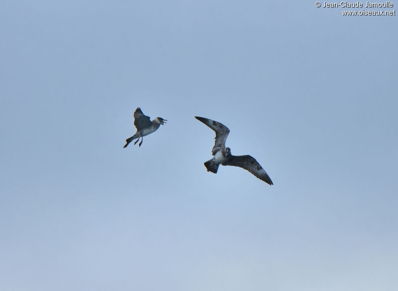 Pomarine Jaegeradult, Behaviour