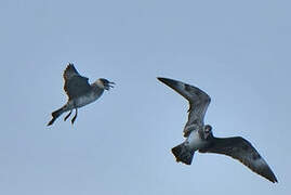 Pomarine Jaeger