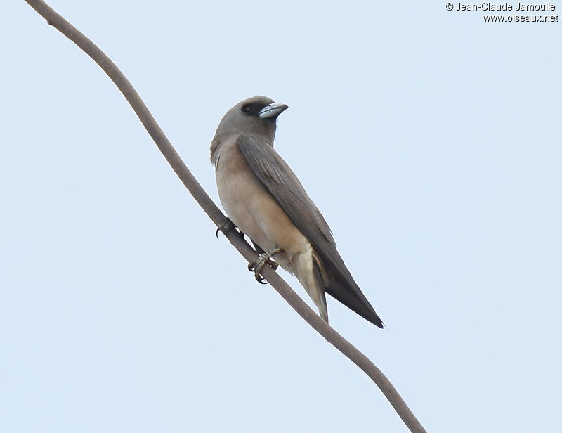 Ashy Woodswallowadult