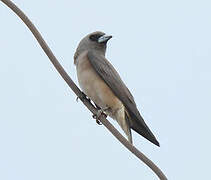 Ashy Woodswallow