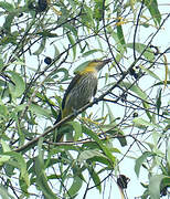 Eurasian Golden Oriole