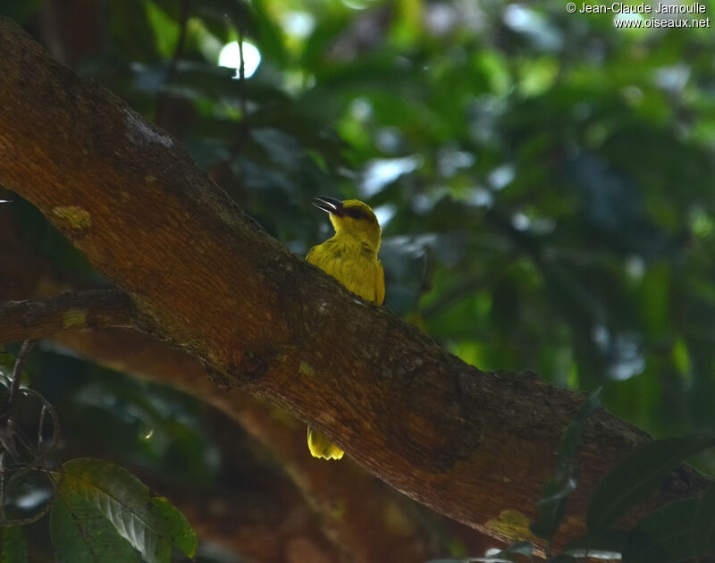 Black-naped Orioleimmature