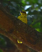 Black-naped Oriole