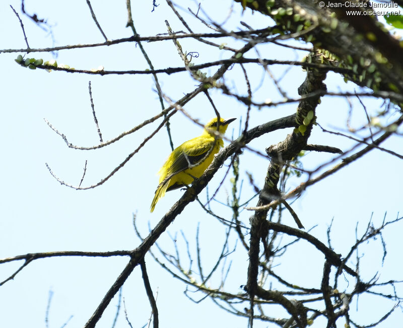 Black-naped Orioleimmature